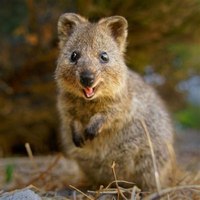 Quokka-Konzert: Südkoreanischer Superstar verspricht unvergessliches Erlebnis!